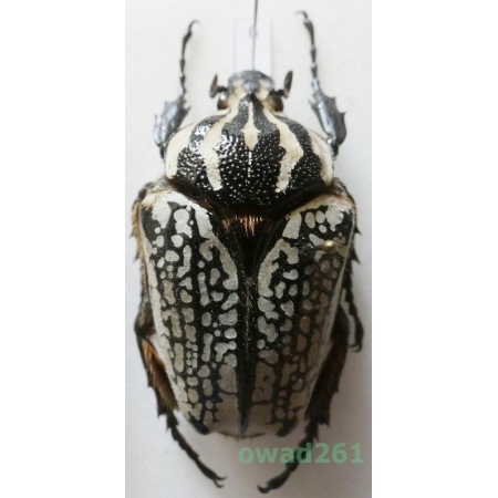Goliathus orientalis (Moser, 1909) female Camerun 58mm6